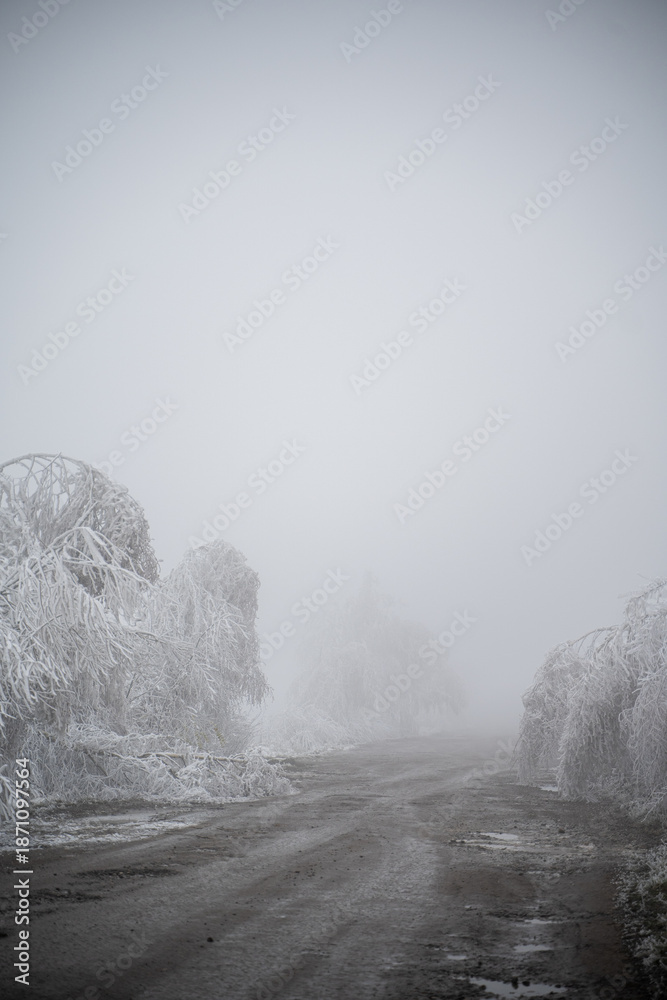Obraz premium Frozen bent trees over a muddy dirt road in thick winter mist