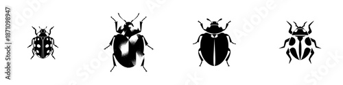 Different types of beetles shown in black and white for educational