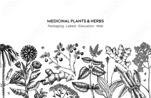 Medicinal plant background. Vector herbs, roots, berries hand drawn botanical illustrations. Vintage apothecary frame design. NOT AI generated 