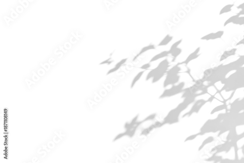 Foto branch of a tree with leaves shadow,shadow overlay effect of natural tree leaves