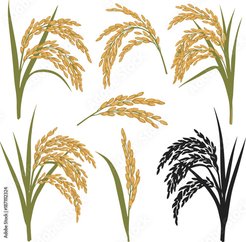 Collection of rice plants in various stages and colors