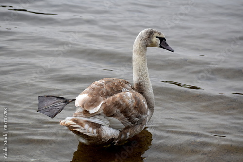 Baby swan drying leg