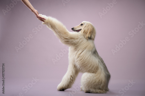 Afghan Hound touches a person hand while standing on two legs. The image captures an obedient trick with focus and grace.