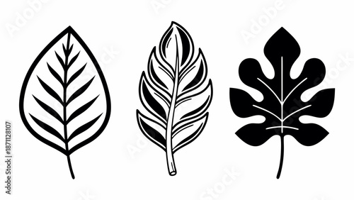 Illustrations of various leaf types showcasing different shapes and structures