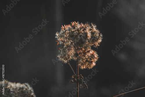 Bild auf Leinwand thistle in winter