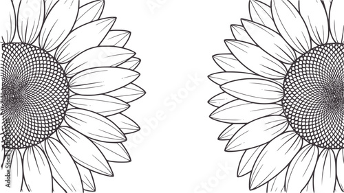 Two halves of a black and line sunflower facing inwards nature botanical petal