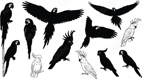 Parrot and cockatoo bird silhouettes set, flying and perched tropical birds, exotic wildlife collection, black and white vector illustration