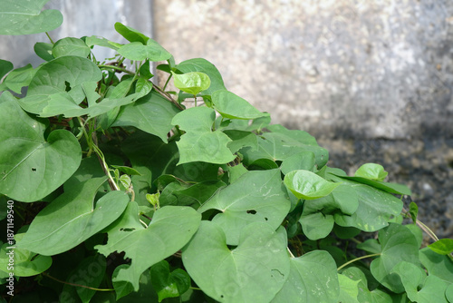 Wallpaper Mural Green Leaf Ipomoea Triloba, this plant thrives in the foreground, covering part of the area in front of the dull gray concrete wall. Torontodigital.ca