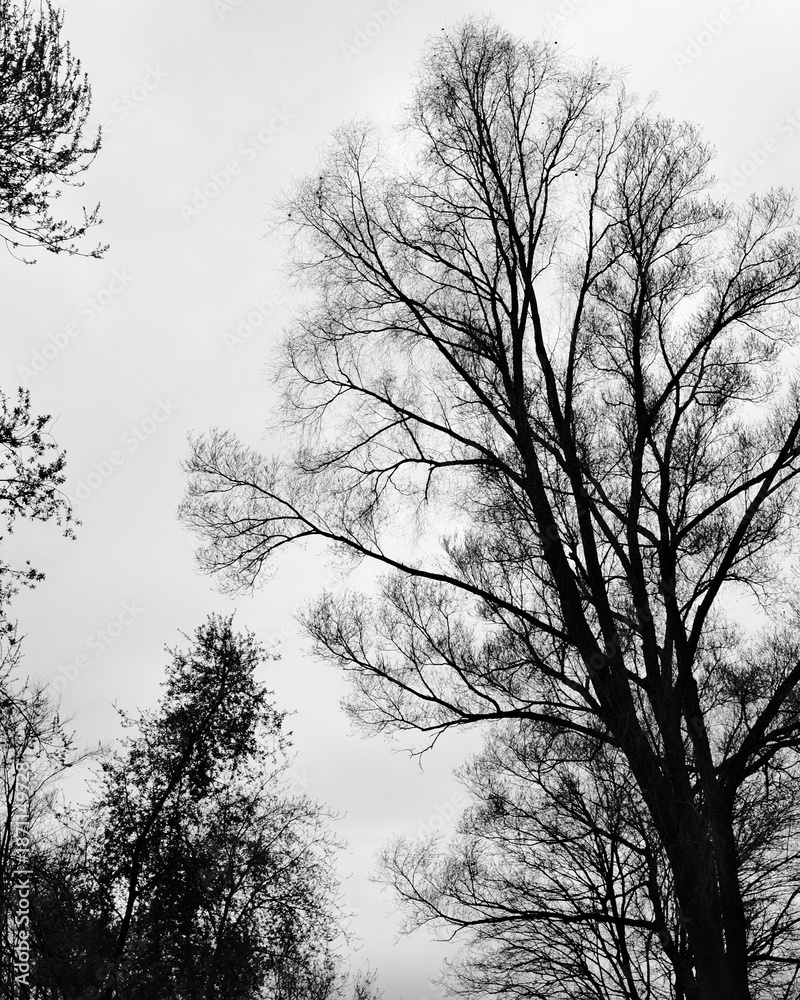 Obraz premium Dark branches reach toward a cloudy sky in a quiet park during early winter