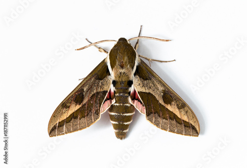 Hyles euphorbiae, the spurge hawk-moth, is a European moth of the family Sphingidae. Male.