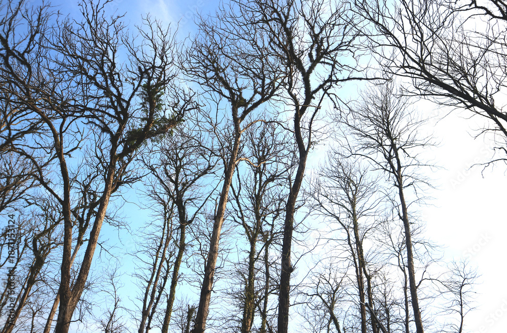Fototapeta premium Teak forest in an area in Central Java, Indonesia during the deciduous season.