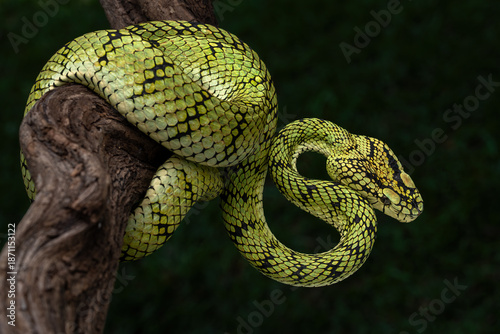 Fotografie Sumatran tree viper (Trimeresurus sumatranus) is a species of venomous pit viper found in the tropical forests of Indonesia, Malaysia, and Thailand