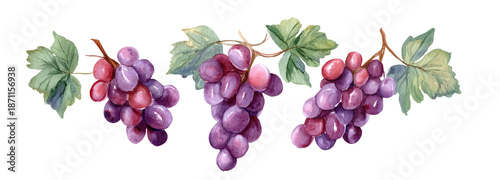 Vibrant grapes watercolor illustration transparent background nature art artistic view