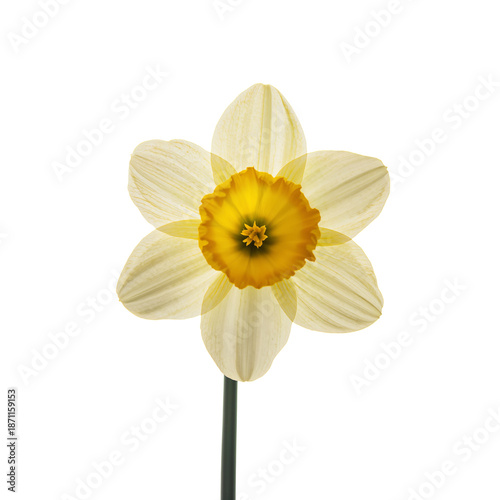White Flower With Yellow Center on a Simple Background in Spring Sunlight