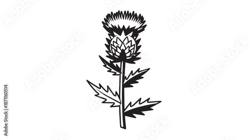 Black and white illustration of a tall thistle plant with spiny leaves and flower head.