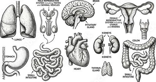 Human organ systems labeled anatomy chart, educational medical illustration for biology and health science learning, flat vector artwork