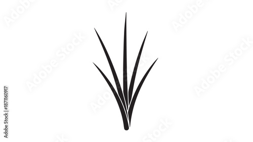 Sleek vertical plant silhouette with slender arching leaves, isolated on white background.
