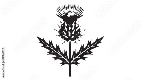 Silhouette of a single thistle plant with spiky leaves and bloom.