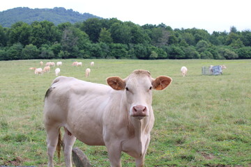 Cows grazing in a green field along the Camino de Santiago route in Navarre, photographed in July 2024.