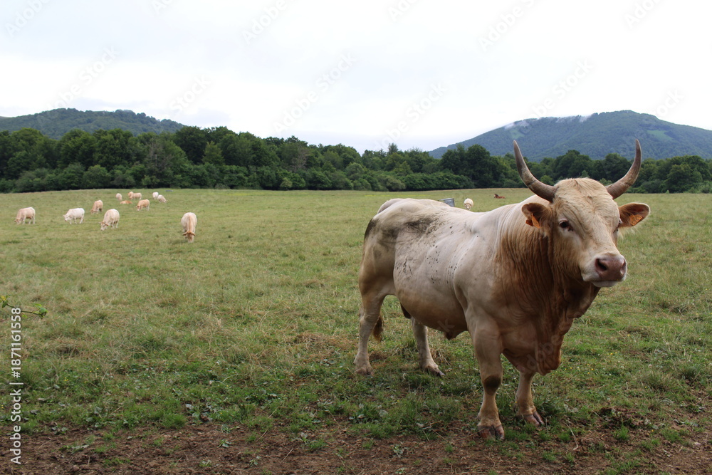 Fototapeta premium Cows with horns grazing in an open field along the Camino de Santiago route in Navarre, photographed in July 2024.
