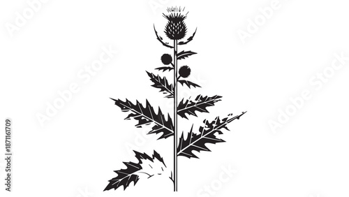 Elegant black and white botanical illustration of a rose stem with leaves and thorns.
