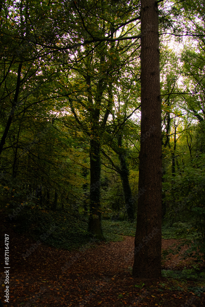 Fototapeta premium sun rays in the forest
