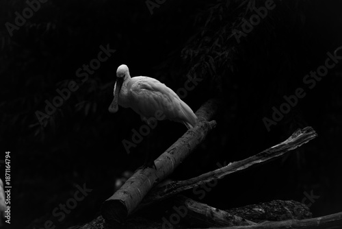 black and white pelican