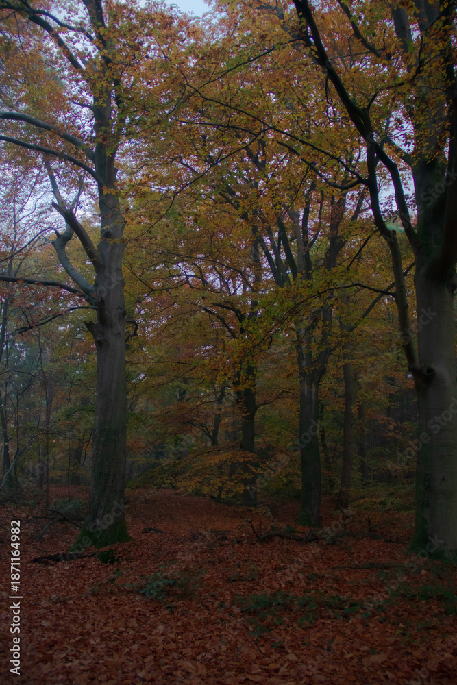 Fototapeta premium autumn in the woods