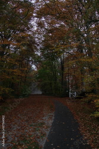 autumn in the park