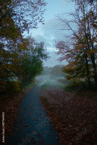 path in the forest
