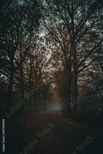 morning in the forest