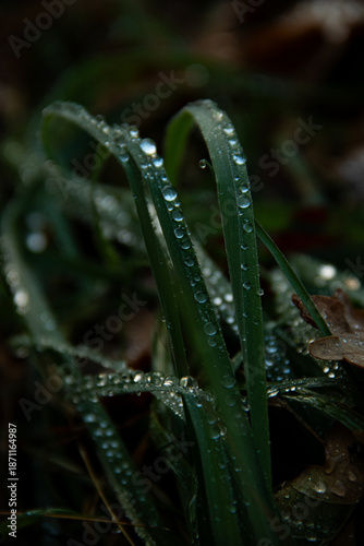 dew on the grass