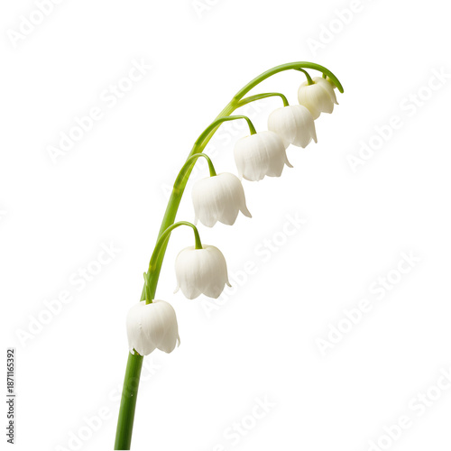 Flowers Bloom on a Green Stem in a Garden During Springtime
