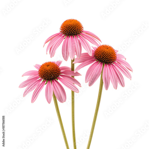 Three Bright Pink Flowers With Orange Centers Stand Upright Against a White B...