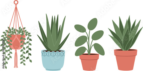 Plant set with aloe vera hanging macrame and potted houseplants