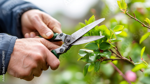 Close-up of a professional gardener's hands using bypass pruners to trim a rose bush, spring garden maintenance, soft natural light, sharp focus on steel blades and green stems, wi