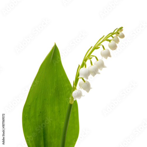 White Flowers Grow on a Green Stem With Leaves in Bright Light