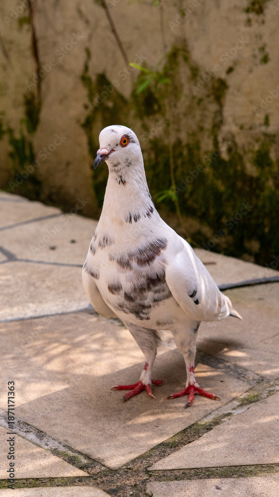 Fototapeta premium White pigeon close up standing on stone pavement outdoors