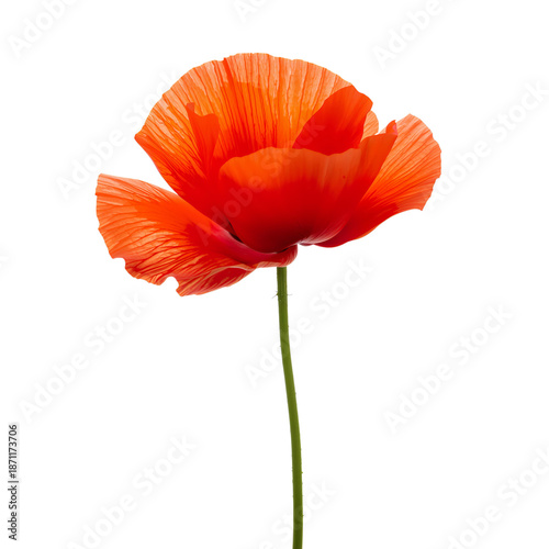 Bright Red Poppy Flower Stands Tall Against a Plain Background in Natural Light