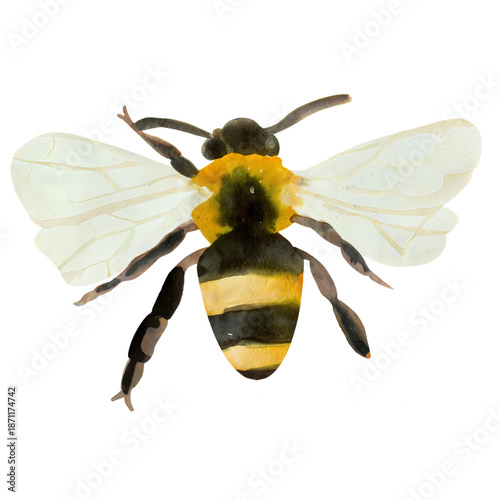 Εκτύπωση καμβά Watercolor bumblebee illustration from top view with translucent wings