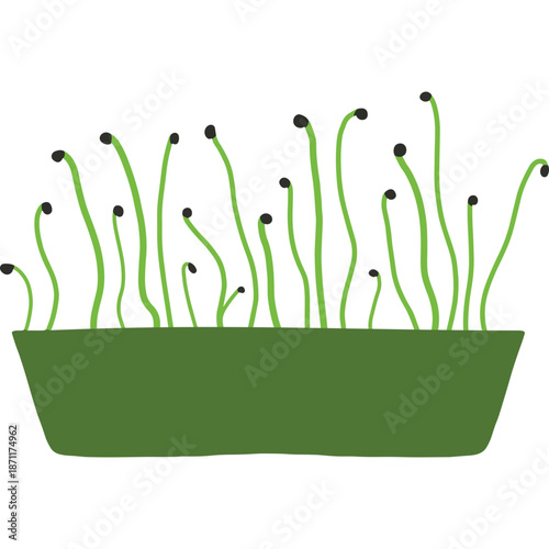 Green sprouts growing in a planter