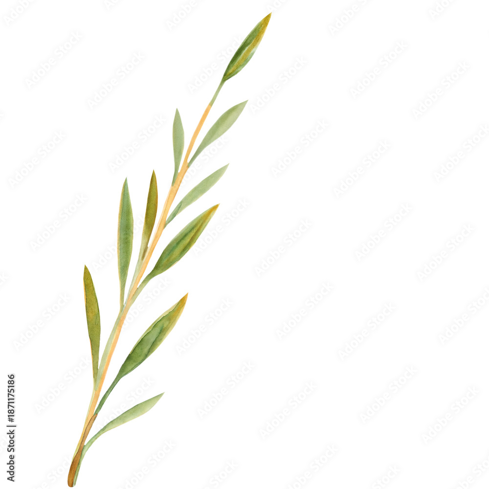 Obraz premium Watercolor olive branch with slender green leaves, hand painted botanical stem isolated