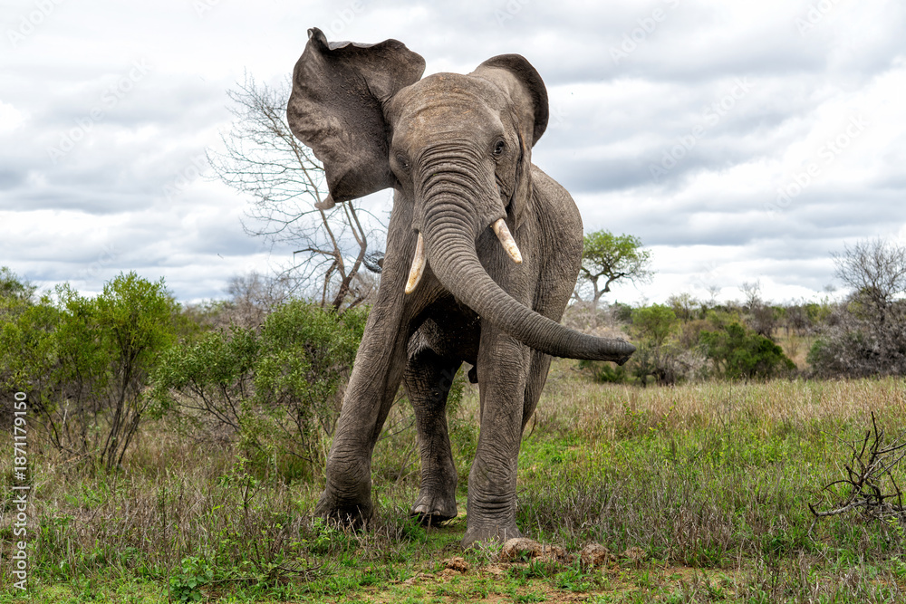 Fototapeta premium Elephant bull walking in the Kruger National Park in South Africa