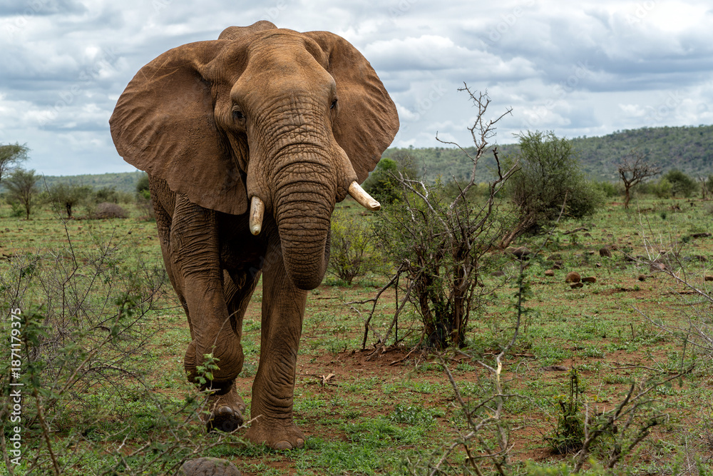 Fototapeta premium Elephant bull walking in the Kruger National Park in South Africa