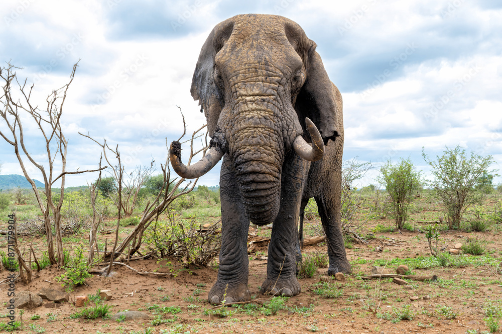 Obraz premium Elephant bull walking in the Kruger National Park in South Africa