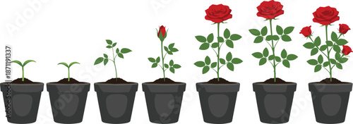 Red rose plant growth stages from seedling to full bloom in black pots for gardening and botany education concept vector illustration
