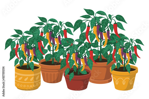 A vibrant illustration of potted chili pepper plants with colorful peppers