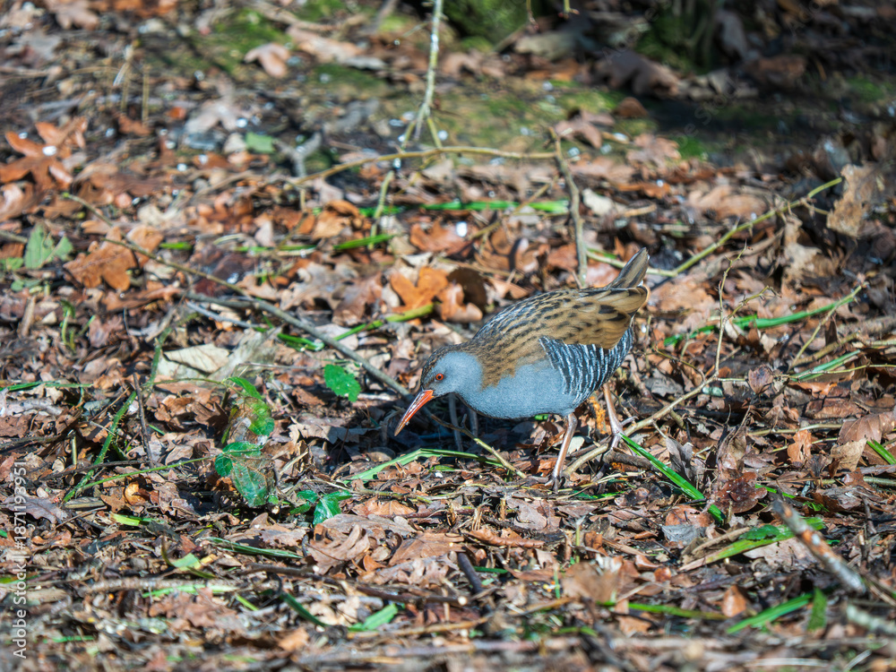 Obraz premium A Water Rail Feeding in Leaf Litter
