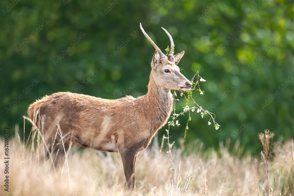 Obraz premium Young red deer stag standing in tall grass in a meadow