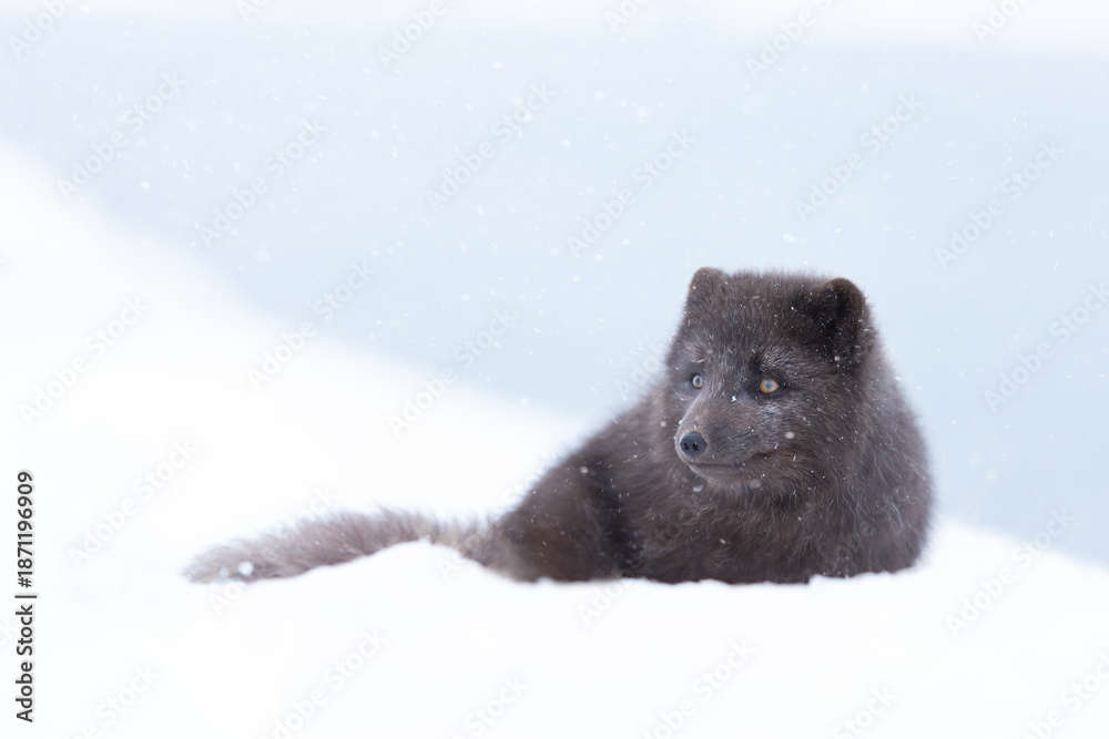 Fototapeta premium Blue morph Arctic fox lying in a snowy white winter landscape